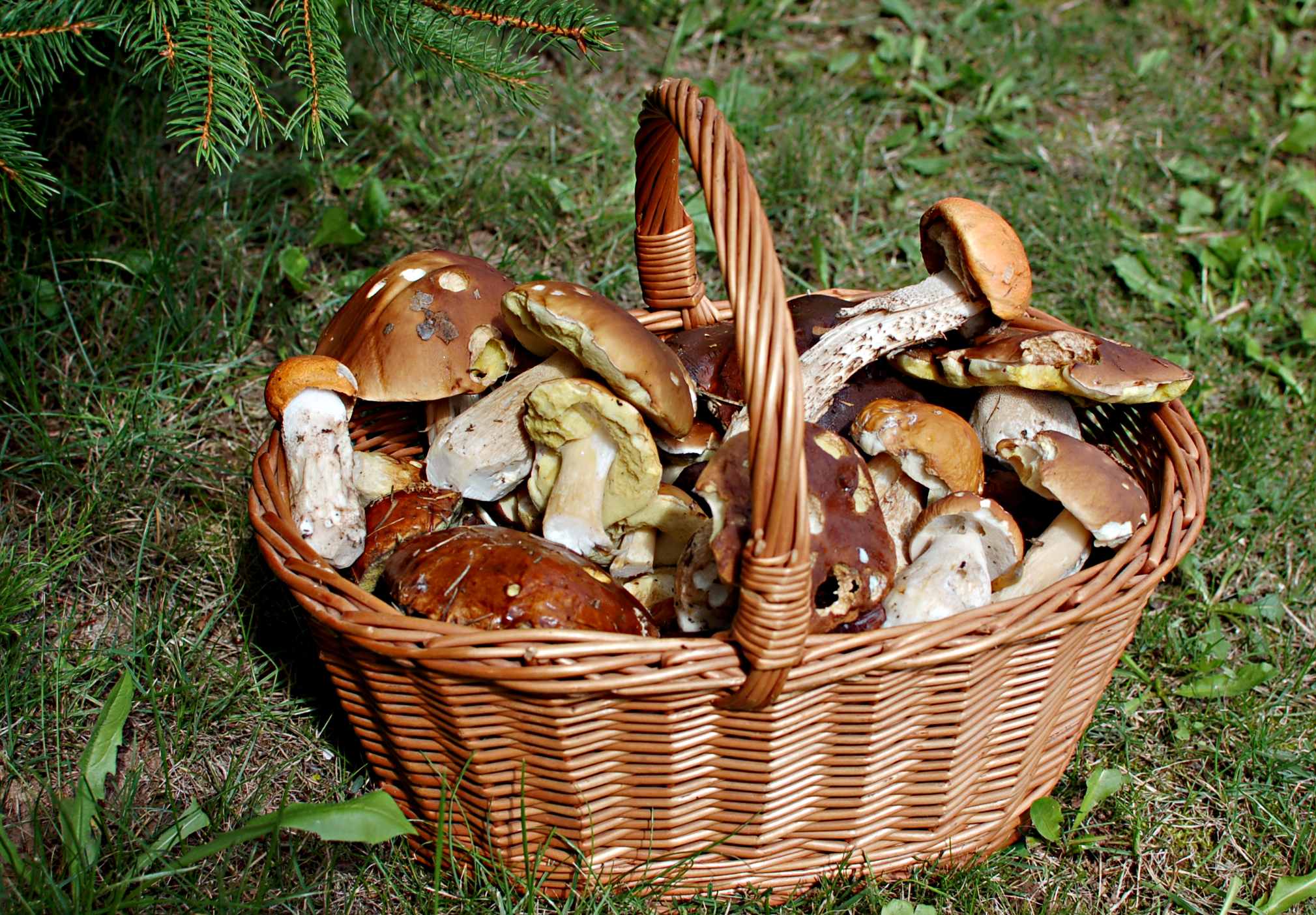 DSC_1065 ČB